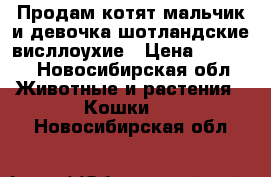 Продам котят мальчик и девочка шотландские висллоухие › Цена ­ 3 000 - Новосибирская обл. Животные и растения » Кошки   . Новосибирская обл.